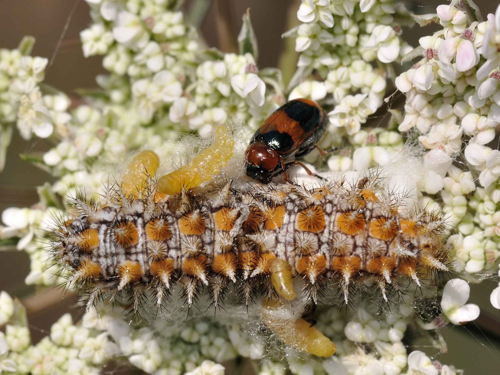 Larve di Braconidae in uscita da un bruco di Melitaea didyma